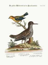 Der gefleckte Tringa und der Kiefernkletterer, 1749-73